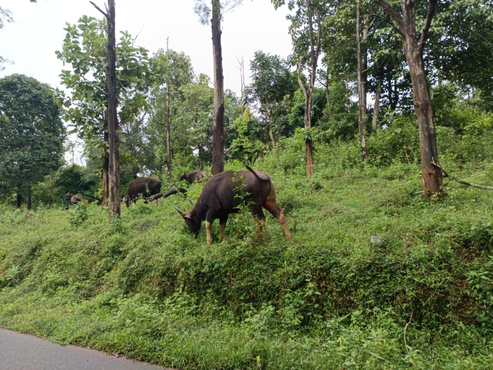 Kuruva Shoreline Wayanad Chegāt Exterior foto
